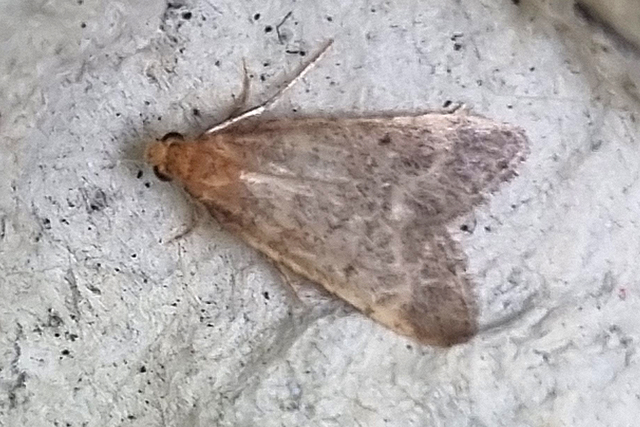 Bostra obsoletalis